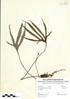 藏品(槭葉石葦)的圖片